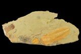 Protolenus Trilobite Molt With Pos/Neg - Tinjdad, Morocco #141873-3